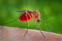 West Nile virus infects San Joaquin County resident; 2 California deaths confirmed