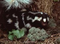 This Tiny Skunk Does Handstands Before It Sprays