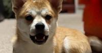 West Baltimore family desperate for return of their stolen dog