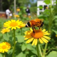 Study Finds Accessible Education Helps Urban Growers Adopt Pollinator-Friendly Practices