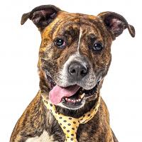 Nevada Humane Society, Carson City’s Pet of the week: Petr