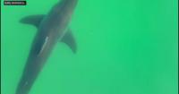 Over half a dozen sharks seen on video near popular Maine beach in two days