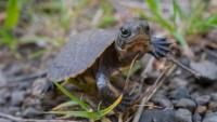 Tiny Turtles Arrive At Oregon Zoo