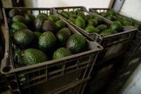 Mexican avocado exports to the US stopped once again