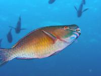 How social media and parrotfish poop are protecting the Maldives