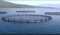 Tanzania pushes for modernized cage fish farming around Lake Victoria
