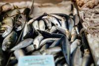 Taxpayers fund the fish: Anglers get all of them at the expense of Greek Australian fishmongers and consumers