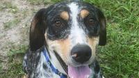 3 To Know: Spoil a shelter dog; a look at Stand Your Ground and headlines