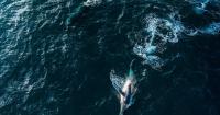 Watch: Rare Drone Video Shows Humpback Whale Giving Birth During Australia's Migration Season