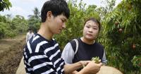 Japanese-Vietnamese couple revitalizes village with lychees