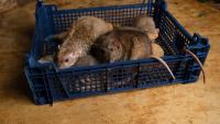 In California, man dies of leptospirosis after couple bred wild rats in rat-infested RV