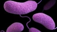 What you need to know about the rise of Vibrio vulnificus infections in Louisiana after 5 deaths