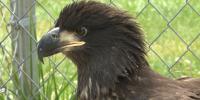 Young bald eagle ‘Snow’ recovering at Eaton Rapids wildlife center after broken wing