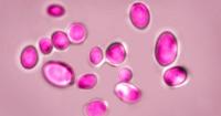 Texas leads US in cases of dangerous fungal infection