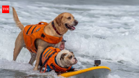 World Dog Surfing Championships: 5 fascinating facts about the California event winning hearts worldwide