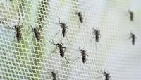 Dengue cases fall to 119 last week, but Singapore still has 17 active clusters