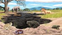 Scientists identify first extinct ice age amphibian found in Los Angeles tar pits