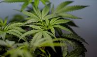 U.S. sees a big jump in nausea cases among frequent marijuana users in the hospital