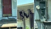 Arkansas realtor filmed black rat snakes hanging from a vacant home's porch, one testing the door