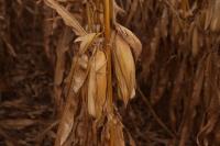 Farm bill proposal fails in US Senate ag committee amid food assistance funding fight