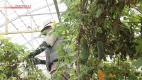 Okinawa farm races to protect crops from typhoon