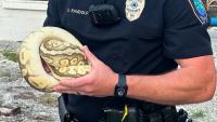 Georgia beachgoers found a ball python under a bench, and now Buttercup needs a home