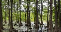 Backroad Weekly: Otter Slough Conservation Area