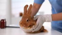 New York reports 3 probable 'rabbit fever' cases, including one involving a 9-year-old boy