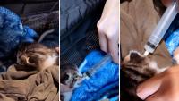 In New York, a 2-week-old kitten was left behind in the rain, then a family took in 'Cream'