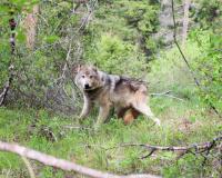 Deficient data means Montana FWP should stop wolf hunting