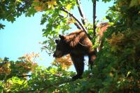 Montana's Huckleberry Crop Is Low And Bears Are Moving In Closer