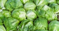 Lettuce is back on the menu in Michigan as cyclospora cases decline, state health department says