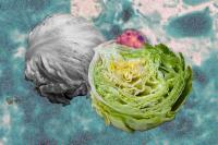 CDC adds Iowa to list of states affected by ‘record-setting outbreak’ of intestinal disease from contaminated lettuce