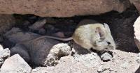 Mountain climbing mice could help researchers develop new cancer treatments 