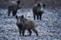In Florida, wild hogs tear up cemetery graves every night, and managers say 'it's like a hurricane'