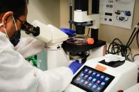 Georgia Tech Researchers Restored Function in Worn Out Immune Cells Using Beds of Silicon Nanowires