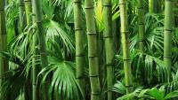 China’s bamboo growth model vs. India’s eucalyptus growth model