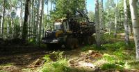 San Francisco Peaks thinning project near Flagstaff aims to stave off wildfire impact