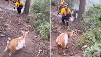 Colorado firefighters got an unexpected guide to the Rock Creek Fire: a goat named Goldie