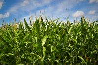 Michigan’s Humidity Has a Weird Culprit: Corn Sweats