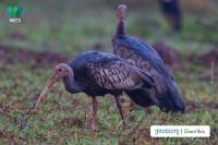 Cambodia Conservation Efforts Help Protect Critically Endangered Giant Ibis