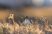 How do Alaska animals sleep in the summer?