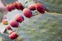 Israel scientists target invasive pest devastating Cyprus’ prickly pears
