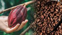 Fiji cocoa industry targets global demand