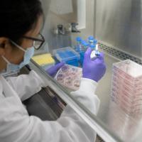 A Decade Long Effort Just Doubled the Public Supply of Laboratory Cancer Models Researchers Can Actually Use