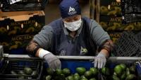 Some Mexican avocado exports to the US have once again been stopped. Here's why