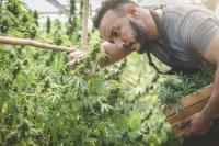Virginia and Texas Are About to Become Cannabis Battlegrounds. Here's Which Stocks Are Positioned to Win.