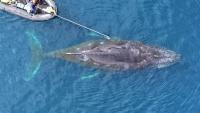 Scientists Are Starting To Understand The 'Largest Biomechanical Event on Earth': Whales Hunting For Food on a Single Breath