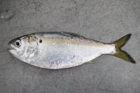 Fisheries commission advances proposal to protect Chesapeake Bay menhaden