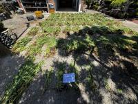 Korea Coast Guard Arrests 249 in Poppy, Cannabis Cultivation Crackdown
